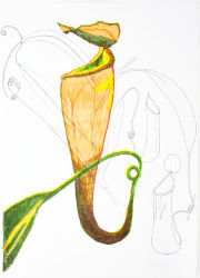 Dieter Knobloch : nepenthes 0