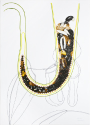 Dieter Knobloch : nepenthes 2